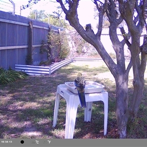 Platycercus elegans flaveolus at North Albury, NSW - suppressed