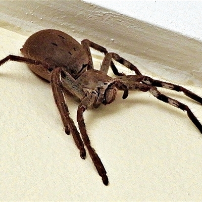 Isopedella pessleri (A huntsman spider) at Goulburn, NSW - 20 Oct 2024 by Milly