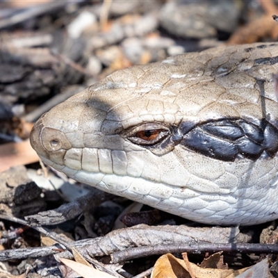 Tiliqua scincoides scincoides (Eastern Blue-tongue) at Jerrabomberra, NSW - 11 Oct 2024 by MarkT