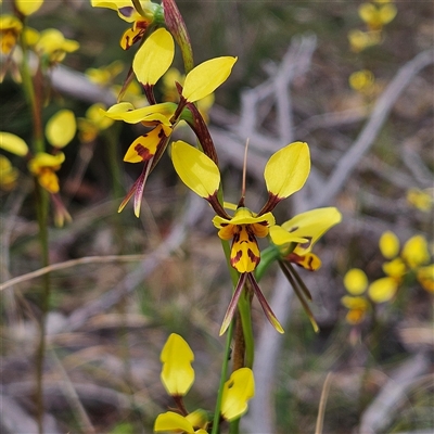 Diuris sulphurea (Tiger Orchid) at Bombay, NSW - 19 Oct 2024 by MatthewFrawley