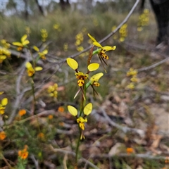 Diuris sulphurea at Bombay, NSW - 19 Oct 2024