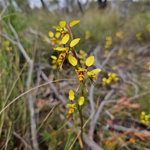 Diuris sulphurea at Bombay, NSW - suppressed