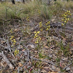 Diuris sulphurea at Bombay, NSW - 19 Oct 2024