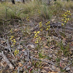 Diuris sulphurea at Bombay, NSW - 19 Oct 2024