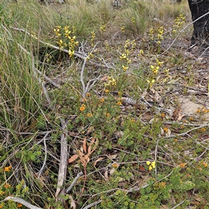 Diuris sulphurea at Bombay, NSW - suppressed