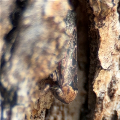 Eurymelinae (subfamily) (Unidentified eurymeline leafhopper) at Ngunnawal, ACT - 19 Oct 2024 by Hejor1