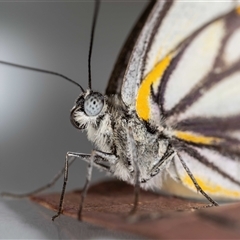 Belenois java (Caper White) at Jerrabomberra, NSW - 14 Oct 2024 by MarkT