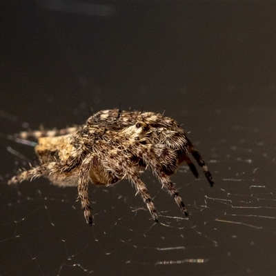 Unverified Orb-weaving spider (several families) by MarkT