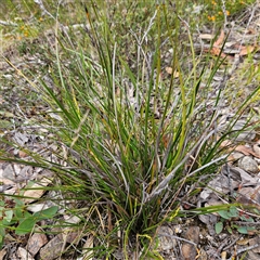 Lepidosperma laterale (Variable Sword Sedge) at Bombay, NSW - 19 Oct 2024 by MatthewFrawley