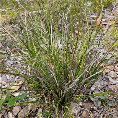 Lepidosperma laterale (Variable Sword Sedge) at Bombay, NSW - 19 Oct 2024 by MatthewFrawley