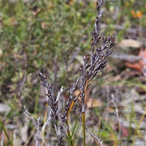 Lepidosperma laterale at Bombay, NSW - 19 Oct 2024