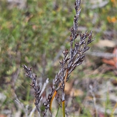 Lepidosperma laterale at Bombay, NSW - 19 Oct 2024