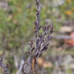 Lepidosperma laterale at Bombay, NSW - 19 Oct 2024