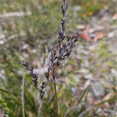 Lepidosperma laterale at Bombay, NSW - 19 Oct 2024