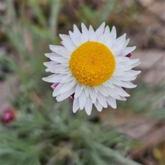 Leucochrysum albicans subsp. tricolor (Hoary Sunray) at Braidwood, NSW - 19 Oct 2024 by MatthewFrawley