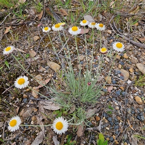 Leucochrysum albicans subsp. tricolor at Braidwood, NSW - 19 Oct 2024