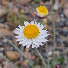 Leucochrysum albicans subsp. tricolor at Braidwood, NSW - 19 Oct 2024