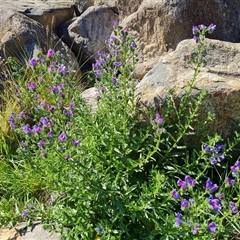 Echium plantagineum (Paterson's Curse) at Fadden, ACT - 19 Oct 2024 by Mike