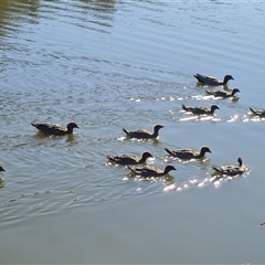 Chenonetta jubata (Australian Wood Duck) at Fadden, ACT - 19 Oct 2024 by Mike