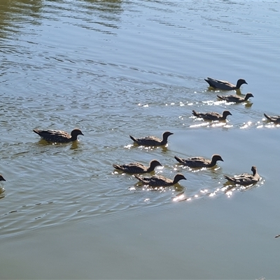 Chenonetta jubata (Australian Wood Duck) at Fadden, ACT - 20 Oct 2024 by Mike