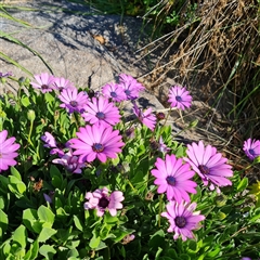 Dimorphotheca ecklonis (South African Daisy) at Fadden, ACT - 19 Oct 2024 by Mike