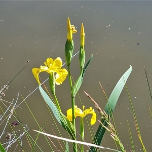 Iris pseudacorus at Fadden, ACT - 20 Oct 2024 09:07 AM