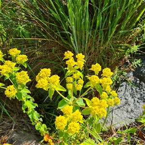 Euphorbia oblongata at Fadden, ACT - 20 Oct 2024