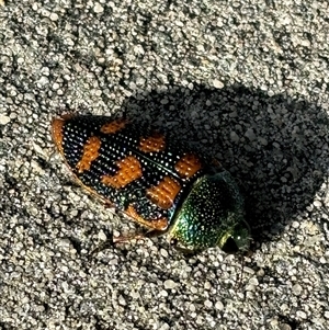 Stigmodera roei (Roe’s jewel beetle) at Yanchep, WA by olly