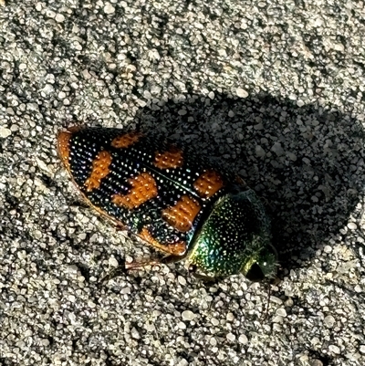 Stigmodera roei (Roe’s jewel beetle) at Yanchep, WA - 17 Oct 2024 by olly