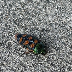 Stigmodera roei at Yanchep, WA - 17 Oct 2024 07:42 PM