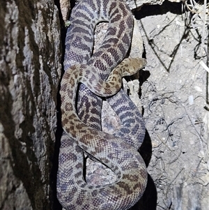 Morelia bredli at Hugh, NT by atticus