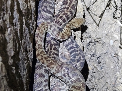 Antaresia childreni (Children's Python) at Hugh, NT - 19 Oct 2024 by atticus