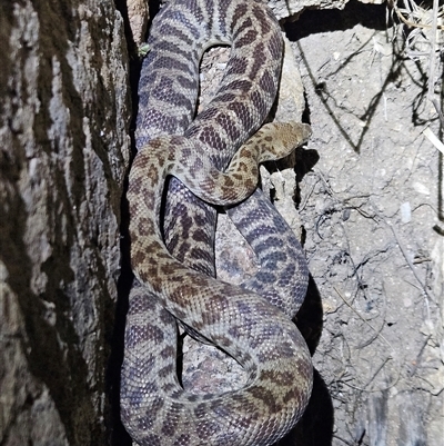 Antaresia childreni (Children's Python) at Hugh, NT - 19 Oct 2024 by atticus