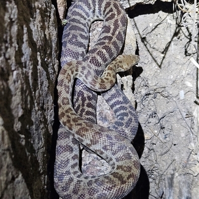 Morelia bredli at Hugh, NT - 19 Oct 2024 by atticus