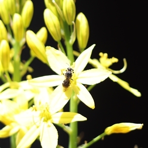 Lasioglossum (Chilalictus) sp. (genus & subgenus) at Cook, ACT - 12 Oct 2024