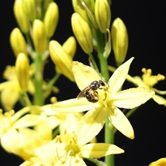 Lasioglossum (Chilalictus) sp. (genus & subgenus) at Cook, ACT - 12 Oct 2024 12:24 PM