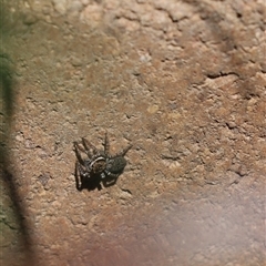 Unidentified Jumping or peacock spider (Salticidae) at Cook, ACT - 11 Oct 2024 by Tammy