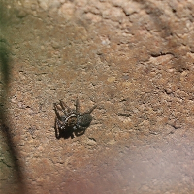 Unverified Jumping or peacock spider (Salticidae) at Cook, ACT - 11 Oct 2024 by Tammy