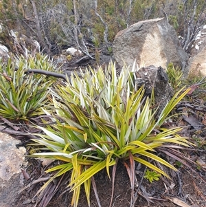 Astelia alpina var. alpina at Wellington Park, TAS by Detritivore