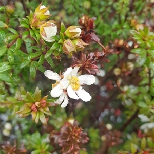 Bauera rubioides (Wiry Bauera) at Wellington Park, TAS by Detritivore