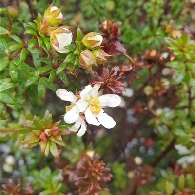 Bauera rubioides (Wiry Bauera) at Wellington Park, TAS - 19 Oct 2024 by Detritivore