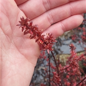 Bauera rubioides at Wellington Park, TAS - 19 Oct 2024