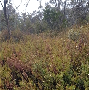 Bauera rubioides at Wellington Park, TAS - 19 Oct 2024