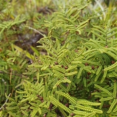 Gleichenia alpina (Alpine coralfern) at Wellington Park, TAS - 18 Oct 2024 by Detritivore