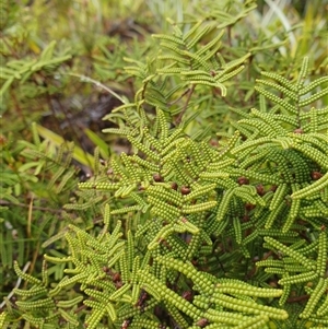 Unidentified Fern or Clubmoss at Wellington Park, TAS by Detritivore