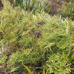 Gleichenia alpina at Wellington Park, TAS - 19 Oct 2024