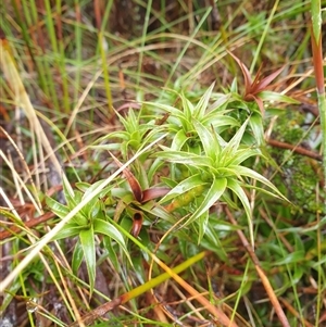 Unidentified Other Shrub at Wellington Park, TAS by Detritivore