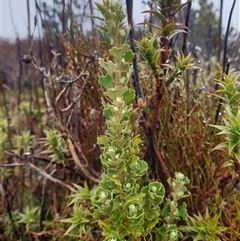 Olearia obcordata at Wellington Park, TAS - 18 Oct 2024 by Detritivore