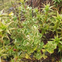 Olearia obcordata at Wellington Park, TAS - 19 Oct 2024 08:15 AM