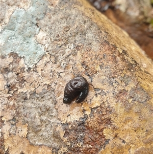 Cystopelta bicolor at Wellington Park, TAS - 19 Oct 2024